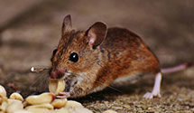 24 Hour & Emergency Exterminators in Rockwood, PA